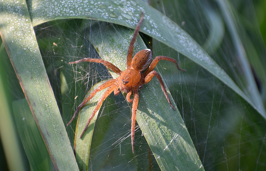 Pirata sp.? No, Dolomedes cfr. plantarius - Viadana (MN)